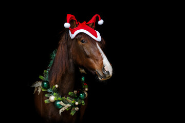 Portrait of a beautiful dark chestnut brown arab berber horse yearling wearing festive christmas...