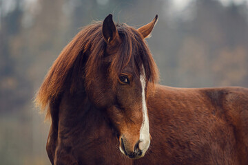 Head portrait of a young playful arab x berber horse yearling in autumn outdoors