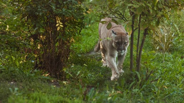 Beautiful Canadian Puma in forest. American cougar - mountain lion. Wild cat walks in the forest, scene in the woods. Wildlife America. Slow motion video