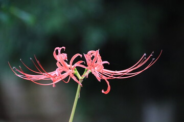雨が降る天気の彼岸花がある風景
