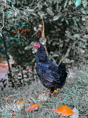 rooster and hen