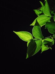 green leaves on black background