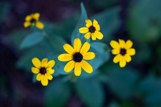 Selective focus shot of black-eyed Susan flowers in the garden with blur background