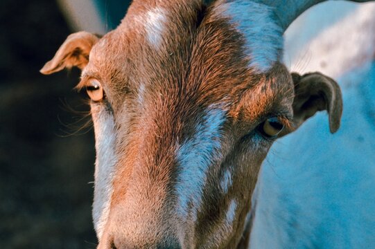 Closeup portrait of an American Lamancha goat with blur background