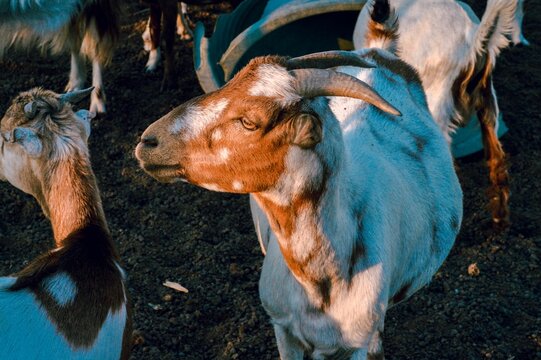 Closeup shot of an American Lamancha goat standing with its herd in the farm