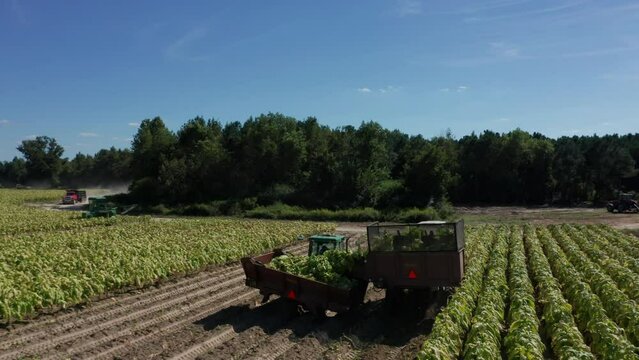 Tobacco field harvesting aerial shot