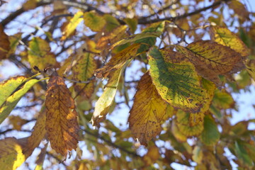 色づいた葉っぱ