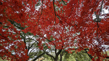 Japanese Maple colors