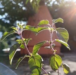 leaves on tree