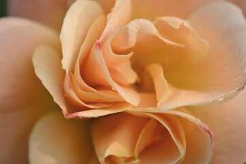close up of rose with dew drops
