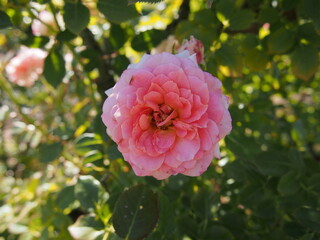 ピンク色の豪華なバラの花一輪
