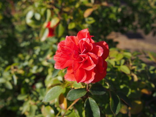 Obraz premium 濃いオレンジ色のバラの花一輪