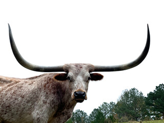 A Texas Longhorn with an enormous set of horns looking at the camera