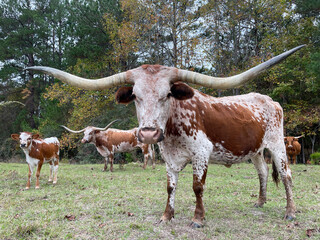 Longhorns and a longhorn calf looking at the camera