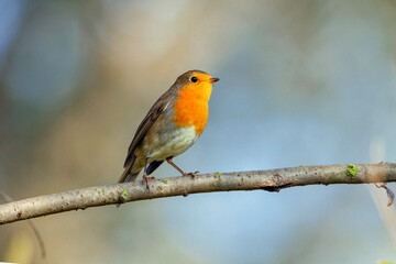 Single adult robin (erithacus rubecula) perched amid spring foliage
