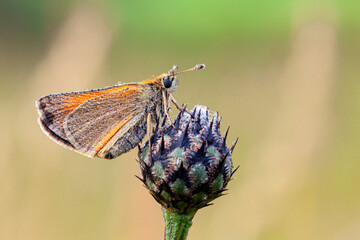 Pelopidas is a genus of skipper butterflies. They are commonly known as branded swifts or millet...
