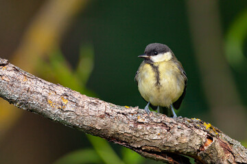 Great tit perched on a branch with green background.