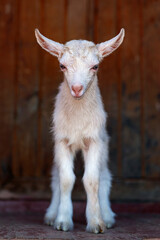 Obraz premium Young white goat, portrait on dark background