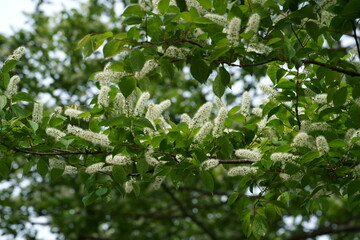 Fototapeta na wymiar ５月に咲くウワミズザクラの白い