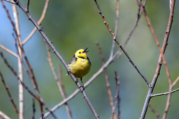 Citrine Wagtail, a beautiful and restless bird.