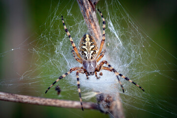 Macro photo of a scary looking European garden spider waiting to feed. Great close up shot of a spider