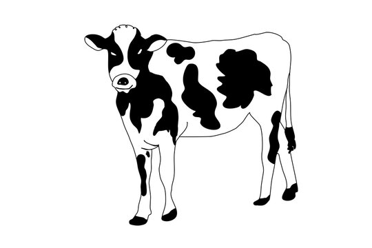 Cow Milk hand drawn cute vector illustration. Isolated on white backgroud