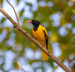 Black-hooded oriole 