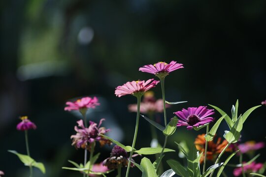 Shallow focus of purple gelenium flowers growing outside