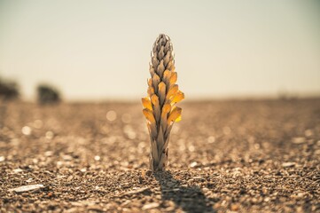 Obraz premium Shallow focus shot of a Cistanche tubulosa desert plant with blur background