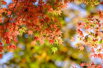 秋の深まりとともに紅葉が真っ盛り。背景をぼかし赤く染まる葉を浮き上がらせる。