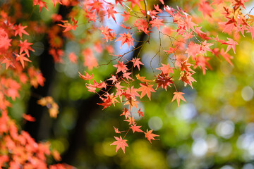 秋の深まりとともに紅葉が真っ盛り。背景をぼかし赤く染まる葉を浮き上がらせる。