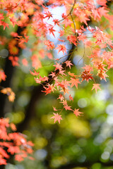 秋の深まりとともに紅葉が真っ盛り。背景をぼかし赤く染まる葉を浮き上がらせる。