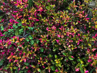 Red and green annual succulent background