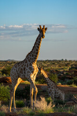 South African giraffe or Cape giraffe (Giraffa camelopardalis giraffa). Augrabies. Northern Cape. South Africa.