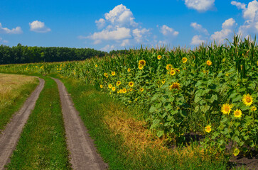 Fototapeta na wymiar dirt road near cornfield and sunflowers