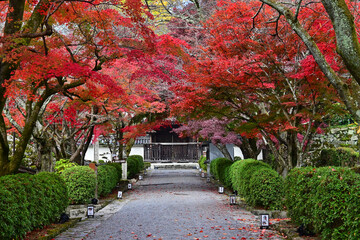 秋の滋賀県大津市西教寺の紅葉トンネル参道