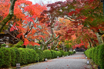 錦秋に歩く滋賀県大津市西教寺の紅葉参道