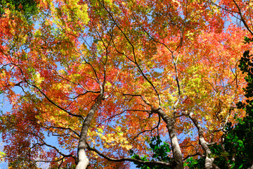 紅葉真っ盛りの森。神戸市東灘区の山手保久良山で撮影。赤と緑、オレンジ・黄色のグラデーションが美しい。