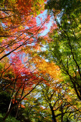 紅葉真っ盛りの森。神戸市東灘区の山手保久良山で撮影。赤と緑、オレンジ・黄色のグラデーションが美しい。