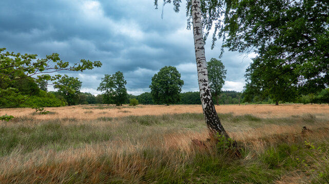 Dramatisches Moorland unter einem st&uuml;rmischen Himmel. Eine wei&szlig;e Birke mit heller Rinde lehnt sich rechts &uuml;ber ein weites Feld mit trockenem, gelbem Gras. Dunkle Wolken.