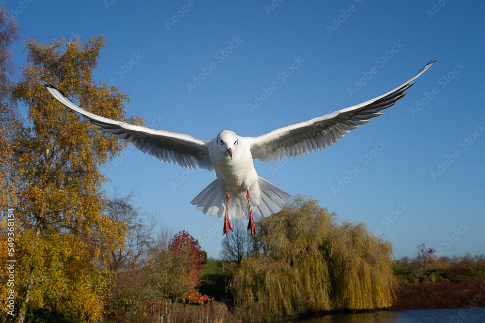 Aufkleber a seagull caught in flight flying towards the camera its wings are spread out and it is looking slig
