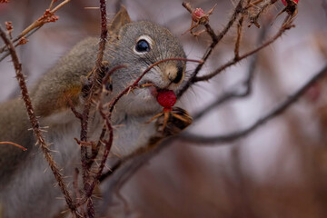 Fluffy squirrel is eating rose hips on the prickly branch.