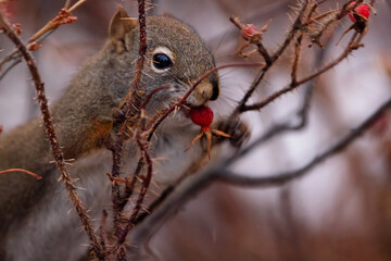 Fluffy squirrel is eating rose hips on the prickly branch.