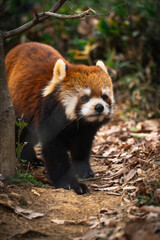 red panda