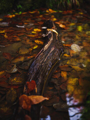 autumn in the forest