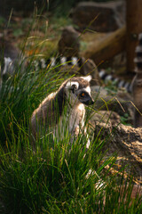 Ring-tailed lemur