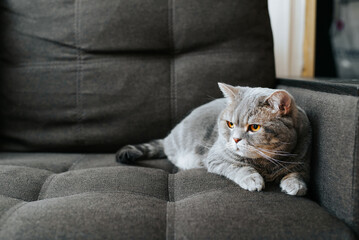 Offended gray fat British cat lying in corner of sofa and looking away. Sad, angry pet on couch