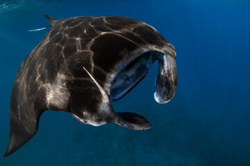 Close up view of big manta ray fish. Big fish in tropical ocean