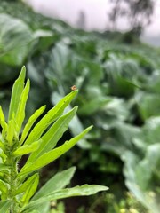 The natural atmosphere in a vegetable plantation in the highlands