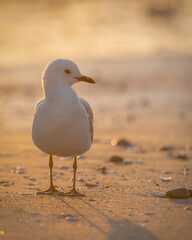 Fototapeta premium Morning sunlight casting soft backlight around a seagull. Vertical format.